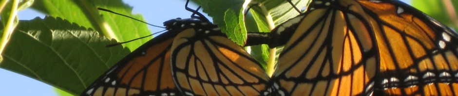 DCSKS 2008 026