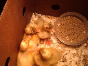 ducklings