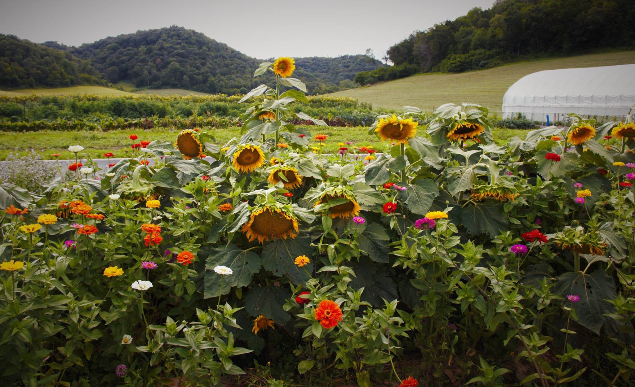 Suncrest Gardens Farm Eat Well Smile Often